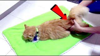 How to Calm a Female Cat in Heat?