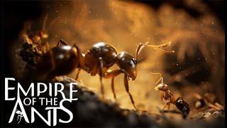 Game l Time #168. Empire of the ANTS.