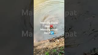 mancing ikan malah dapat bulus/labi labi #shorts #mancingmania #mancingikan