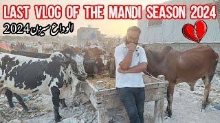 Last Vlog of SEASON 2024 | Bhatta chowk mandi 2024 Updates | Qurbani k janwar