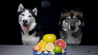Huskies Review Citrus Fruits!
