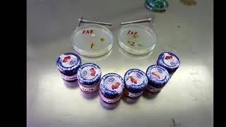 Antimicrobial Properties of Honey - Microbiology Project