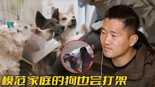 比格一狗稱霸全家，跟珍島犬撕咬了15分鐘，訓犬師卻說純屬意外