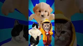 Cute dog video #0165 #animaldancetv #catdance