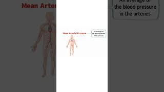 BLOOD PRESSURE EXPLAINED!  #bloodpressure #cardiovascular #exercise #physiology  #anatomy #aorta