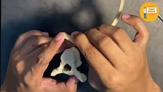 02 Joints of a vertebrae,vertebral foramen and intervertebral foramen  & their contents Mueeb monon.