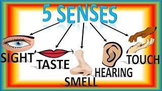 Five Senses For Children with Song, Cinco Sentidos Para Niños en Inglés