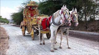 Horse Carriage/Buggy- ₹6 lakh | Real-life review