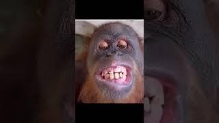 sakız çiğneyen maymun #monkey #chewingsounds #trendingshorts