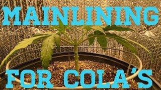 Mainlining for colas - main-lining cannabis - manifolding