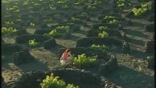 Spain - Canary Islands - Lanzarote - Bodegas El Grifo