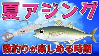 【夏アジング】初心者必見！夏のアジングで確実に釣れる方法を完全公開