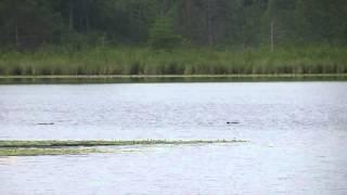 LOON CALLING by Eric T. Jaakkola