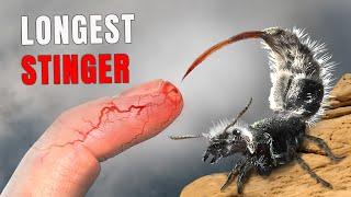 STUNG by the Longest Stinger in the Animal Kingdom!