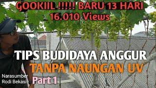 TANPA NAUNGAN !!!! SUKSES  Budidaya Anggur Tabulampot di Rooftop #anggur #budidayaanggur