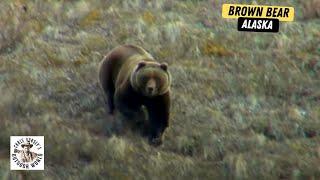 3 Heart Pounding Hunts For Massive Brown Bear in Alaska