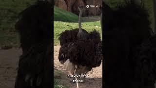 Ostrich Oasis Discovering the World's Largest Bird