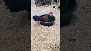 Sunny Turaco Takes A Bath #animalrescue #animalsanctuary