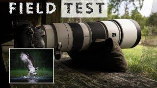 Field test of Sony’s 200-600mm lens for wildlife photography