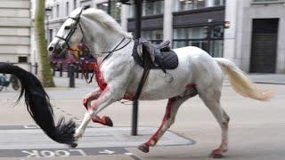 Галопом по Лондону: кавалерийские лошади отправились в "самоволку"