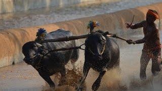 Moodubidire Koti Chennaya Kambala | buffalo race | Most viewed Kambala video