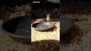 Cuban grassquit female - Aviary birds sounds | Nena's birds #shorts #birds #subscribe