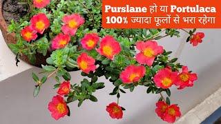 Purslane हो या Portulaca इस एक Nursery Fertilizer से तुरंत 100% ज्यादा फूलों से भर जाएगा