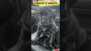 Gorilla Boerboel Puppy 43 days old! | Exotic Dog Breeders