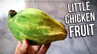 The Incredibly Strange LITTLE CHICKEN FRUIT (Cuayote) - Weird Fruit Explorer