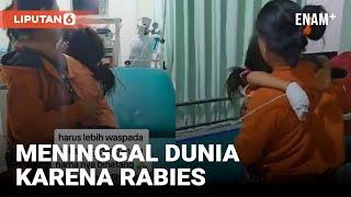 Bocah 5 Tahun di Buleleng Bali Meninggal Dunia Usai Terkena Gigitan Anjing Rabies | Liputan6