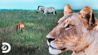 Grandes caçadores da natureza na África: o leão | Lei da sobrevivência | Discovery Brasil