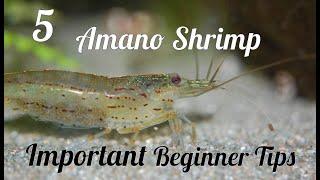 Amano Shrimp : 5 Things to Stop Beginners stressing