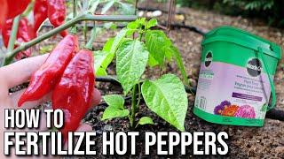 How to Fertilize Hot Peppers for Peak Production EVERY Time