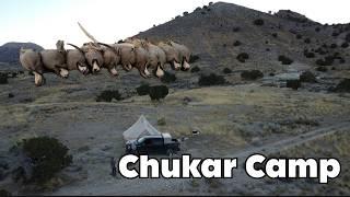 Utah Chukar Hunting & Camping! Limit Day!!