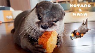 Chubby Otter Decides to Go on a DIET!