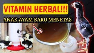 VITAMIN HERBAL!!! CARA BARU MERAWAT ANAK AYAM BARU MENETAS