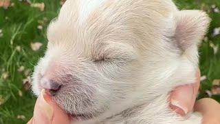 What should I do? I found a newborn puppy that hasn't opened his eyes yet. Can I raise him?