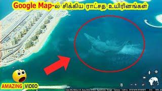 Google Map ல் சிக்கிய ராட்சத உயிரினங்கள் | Things Caught on Google Maps Tamil | VIKKY PICTURES