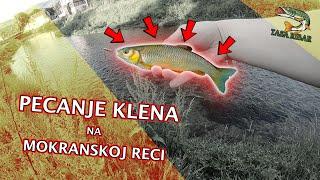 Klenovi sa Mokranske reke - Pecanje klena [2021]