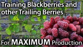 How to Train Blackberries and other Trailing Berries for Maximum Yields