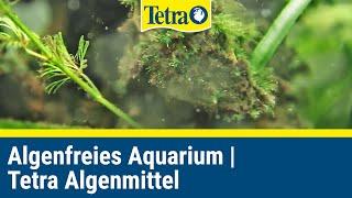 Zu viele Algen im Aquarium? Algenfrei mit Tetra Algenmitteln