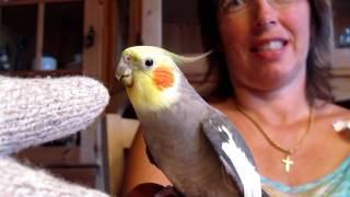 Cockatiel Dino talking and singing