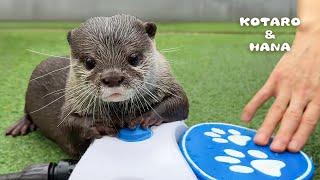 Can Otters Figure Out How to Turn on a Dog Water Fountain?