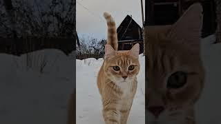 Зимние коты #ролик #котики #кот #кошка #животные #catlovers #коты #котик #cats #catvideos