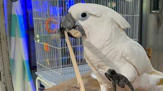 Buster the cockatoo.  His workday with Albert