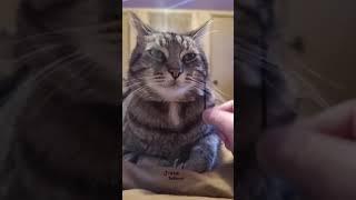 Смешные Коты Tik Tok немного креатива на усах | Funny cats compilation. Подборка #14