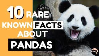 10 Rare Known Facts about Pandas
