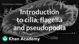 Introduction to cilia, flagella and pseudopodia | Cells | High school biology | Khan Academy