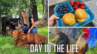 Spend the Day with Me | Being a Content Creator, Introducing You to my Baby Cows, & Catching Up!