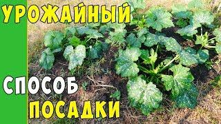 ПОСАДКА КАБАЧКОВ В КОМПОСТНУЮ КУЧУ !!! Урожайный способ выращивания кобачков !!!